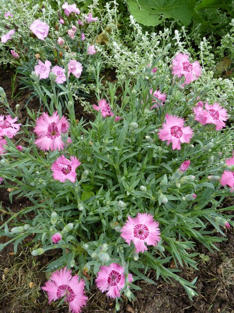 Dianthus plumarius 'Sweetness'